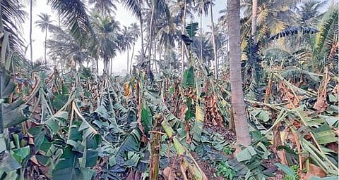 தஞ்சாவூர் மாவட்டம் திருவையாறு அருகே வடுகக்குடியில் மழையுடன் கூடிய சூறாவளி காற்று வீசியதில் முறிந்து சேதமடைந்த வாழை மரங்கள்.