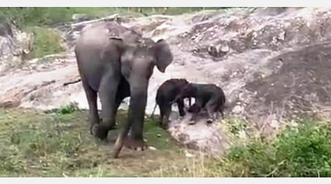 பந்திப்பூர் புலிகள் காப்பகத்தில் ஒரே நேரத்தில் 2 குட்டிகளை ஈன்ற காட்டு யானை: வனத்துறையினர் வியப்பு