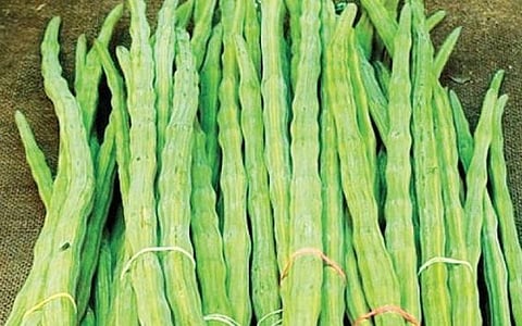 முருங்கைக் காய் வரத்து அதிகரிப்பால் விலை வீழ்ச்சி
