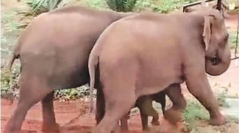 கோவை அருகே பெண் வேண்டுகோள் விடுத்ததும் மின்வேலியை தொடாமல் கடந்துசென்ற யானைக் கூட்டம்