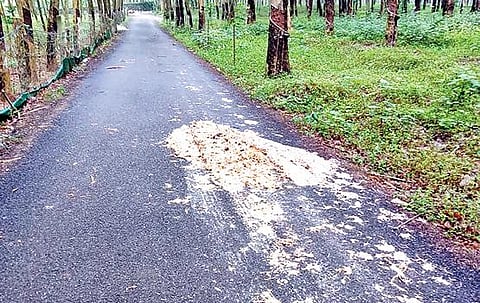 கன்னியாகுமரி மாவட்ட மலையோர கிராமமான கடையாலுமூட்டில் ரப்பர் தோட்டத்துடன் கூடிய இயற்கை சூழ்ந்த சாலையில் கொட்டப்பட்ட இறைச்சி கழிவுகளால் அப்பகுதி முழுவதும் துர்நாற்றம் கடுமையாக உள்ளது.