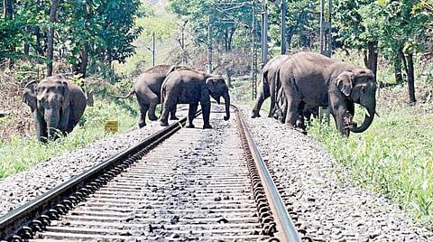 கடந்த 15 மாதங்களில் தமிழகத்தில் 131 யானைகள் உயிரிழப்பு