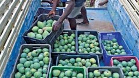சேலம் காந்தி விளையாட்டு மைதானம் அருகே உள்ள மாம்பழ மண்டிக்கு வந்துள்ள மாம் பழங்களை இறக்கும் பணியில் ஈடுபட்டுள்ள தொழிலாளர்கள். படம்: எஸ்.குரு பிரசாத்