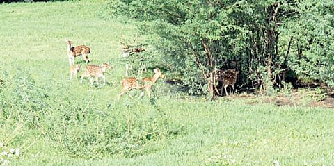 திருக்காலிமேடு அருகே அலாபாத் ஏரியில் சுற்றித் திரியும் மான்கள்.