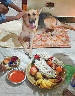 கடலூர் முதுநகர் அருகே காரைக்காடு பகுதியில் வீட்டின் வளர்ப்பு நாய்க்கு குடும்பத்தினர் வளைகாப்பு நடத்தினர்.