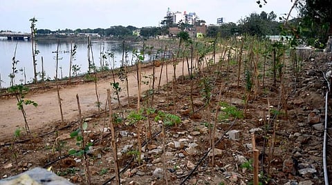 மீனம்பாக்கம் முதல் நந்தம்பாக்கம் வரை அடையாறு ஆற்றங்கரையில் பாரம்பரிய மரக்கன்றுகள் நடவு