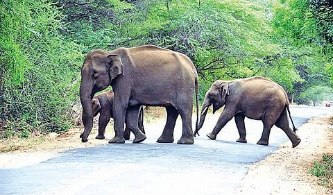 உடுமலை - மூணாறு சாலையில் யானைகள் நடமாட்டம் அதிகரிப்பு: வாகன ஓட்டிகளுக்கு வனத்துறை எச்சரிக்கை
