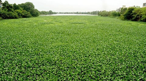 சென்னை கால்வாய்களில் ஆகாயத்தாமரைகளை அகற்ற நடவடிக்கை