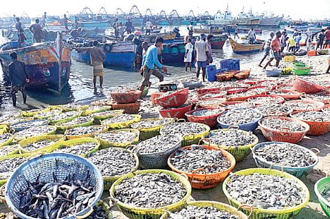 ராமேசுவரம் கடற்கரையில் விசைப்படகுகளில் இருந்து இறக்கி வைக்கப்பட்டுள்ள மீன்கள்.