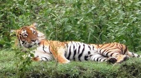 முதுமலை புல்வெளியில் புரண்டு விளையாடிய புலி: கண்டு ரசித்த சுற்றுலா பயணிகள்