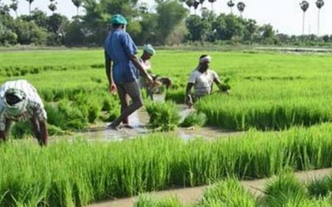 ரூ.61 கோடியில் குறுவை தொகுப்புத் திட்டம்