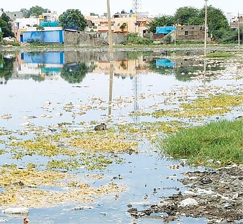 அரக்கோணம் பெரிய ஏரியில் உயிரிழந்த மீன்கள்.