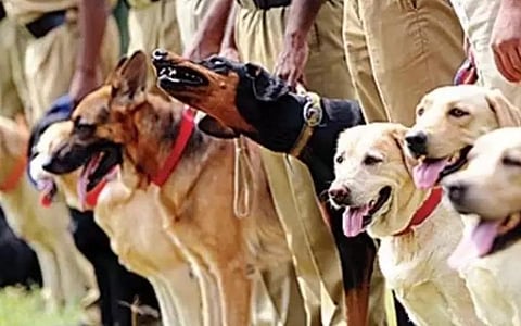 கோவை மாநகர காவல்துறையில் அடிப்படை கட்டமைப்பு வசதிகள் இல்லாத துப்பறியும் மோப்ப நாய் பிரிவு: ரூ.1.50 கோடியில் புனரமைக்கும் திட்டம் தாமதம்