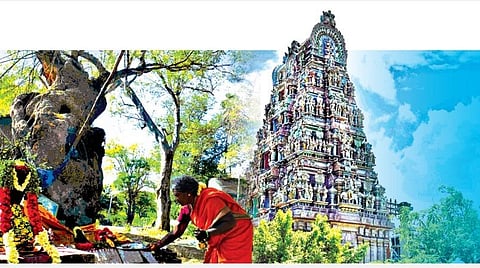 சுற்றுச்சூழல் பாதுகாப்பு: கோயில் காடுகளிலிருந்தும் தொடங்கலாம்!