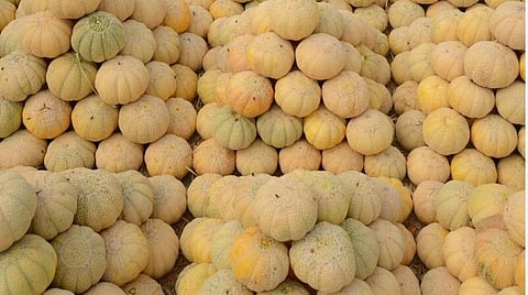வயிற்று பிரச்சினைகளைத் தீர்க்கும் முலாம் பழம் - சில குறிப்புகள்