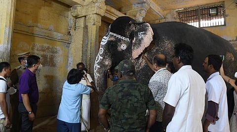 மீனாட்சி அம்மன் கோயில் யானைக்கு தாய்லாந்து மருத்துவ குழு சிகிச்சை: அமைச்சர் தகவல்