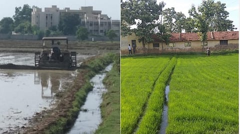 முல்லைப் பெரியாறு அணையில் நீர் திறப்பு: மதுரையில் 45,000 ஏக்கரில் முதல்போக சாகுபடி பணிகள் தீவிரம்