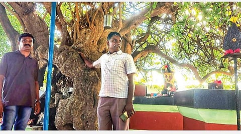 உகா மரம் தரும் வியப்பு