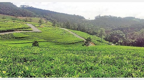 கோத்தகிரி - ஈளாடாவில் காப்புக்காட்டை ஒட்டி சாலை, கட்டுமானங்கள்: உச்ச நீதிமன்ற விதிகளை மீறுவதாக குற்றச்சாட்டு