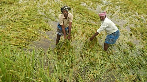 நிகழாண்டு குறுவை நெற்பயிருக்கு காப்பீடு எப்போது? - தமிழக அரசின் அறிவிப்புக்காக காத்திருக்கும் விவசாயிகள்