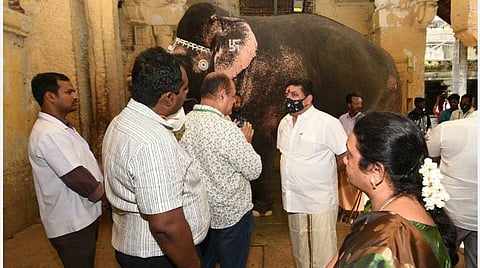 பார்வை குறைபாட்டால் அவதி - மதுரை மீனாட்சி அம்மன் கோயிலின் பார்வதி யானையை விழாக்களுக்கு பயன்படுத்த தடை?