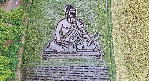 மலையப்பநல்லூரில் உள்ள ஒரு வயலில் திருவள்ளுவர் உருவம்போல நடவு செய்யப்பட்டுள்ள நெற்பயிர்.