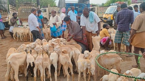 மோர்பாளையம் சந்தையில் உற்சாகமாக நடைபெறும் ஆடுகள் வியாபாரம்.