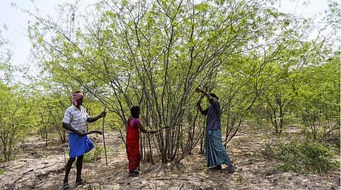 சீமைக்கருவேல மரங்களை அகற்றுவதில் ஆக்கப்பூர்வமான நடவடிக்கை: உயர் நீதிமன்றத்தில் தமிழக அரசு தகவல்