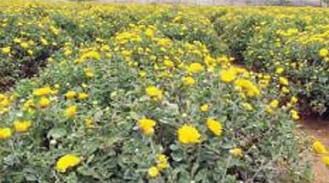 ஓசூர் ஊராட்சி ஒன்றியம் பூனப்பள்ளி கிராமத்தில் உள்ள தோட்டத்தில் பூத்துக் குலுங்கும் சாமந்திப்பூ. படம்: ஜோதி ரவிசுகுமார்