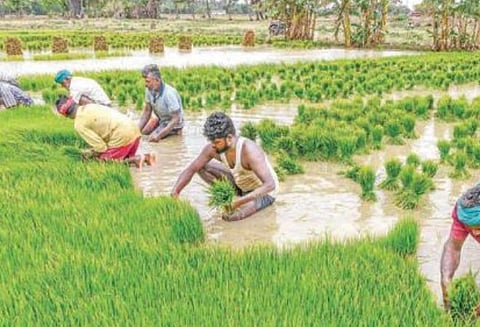 டெல்டா மாவட்டங்களில் நிகழாண்டும் இலக்கை விஞ்சும் குறுவை சாகுபடி