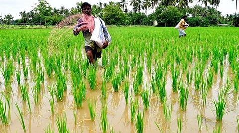 டிஏபி-க்கு மாற்றாக காம்ப்ளக்ஸ், சூப்பர் பாஸ்பேட் உரங்களை விவசாயிகள் பயன்படுத்த அமைச்சர் அறிவுறுத்தல்