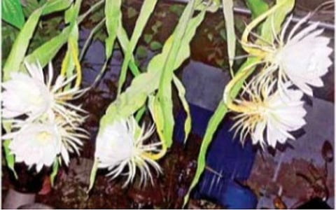 திருப்பூர் போயம்பாளையத்தில் இரவில் மலர்ந்த பிரம்ம கமலப்பூக்கள்.