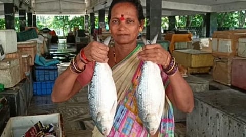 ஏனாமில் பிடிபட்ட அரிய வகை புலாசா மீன்கள் ரூ.17,000-க்கு ஏலம்