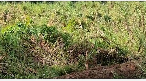 மழையால் சேதம் அடைந்த குறுவை பயிர்களுக்கு இழப்பீடு: உழவர் நலத் துறை அறிவிப்பு