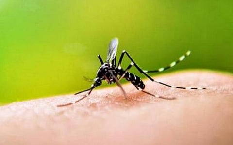 டெங்கு காய்ச்சல் பாதிப்பு அதிகரிப்பதால் மருத்துவ முகாம்களை நடத்த வேண்டும்: பொது சுகாதாரத் துறை இயக்குநர் அறிவுறுத்தல்