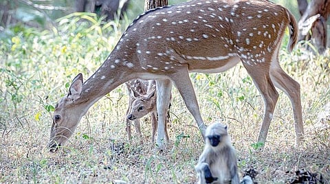 சுந்தரகாடு