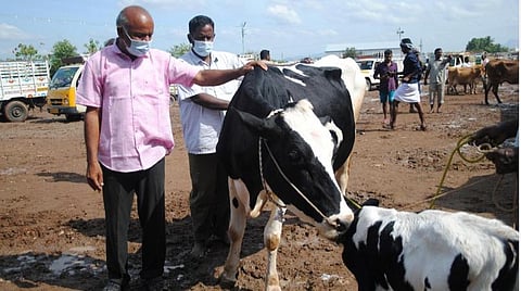 8 மாநிலத்தில் பரவியது தோல் கழலை நோய்: இதுவரை 7,300 கால்நடைகள் உயிரிழப்பு