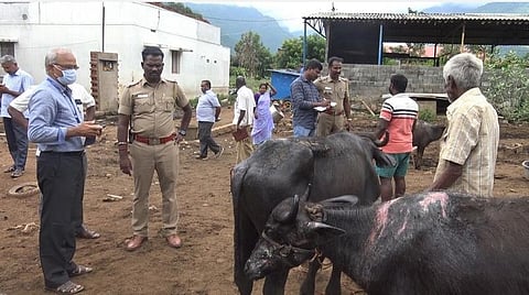 அமில வீச்சில் காயப்பட்ட மாடுகளுக்கு சிகிச்சை அளிக்கும் கால்நடைத்துறையினர். அதன் உரிமையாளரிடம் விசாரிக்கும் போலீஸார்.