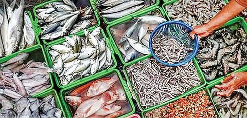 சுதந்திரச் சுடர்கள் | தொழில்: மீன் உற்பத்தியில் முன்னேற்றம்