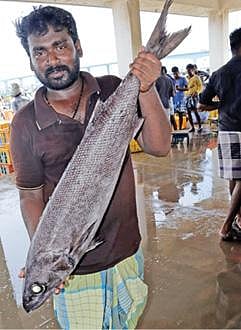 பாம்பன் மீனவர்கள் வலையில் சிக்கிய எண்ணெய் மீன்.