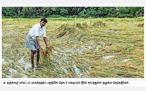 தஞ்சாவூரில் தொடர் மழையால் அறுவடைக்கு தயாரான 1,000 ஏக்கர் குறுவை நெற்பயிர்கள் நீரில் மூழ்கின