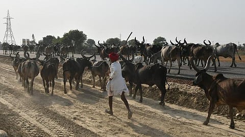 கால்நடைகளை தாக்கும் தோல் கழலை நோய்க்கு விரைவில் தடுப்பூசி