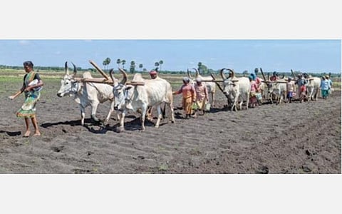 கோம்பைப்பட்டியில் பாரம்பரிய முறையில் மாடுகளைப் பூட்டி உழவுப் பணி மேற்கொண்ட விவசாயிகள்.
