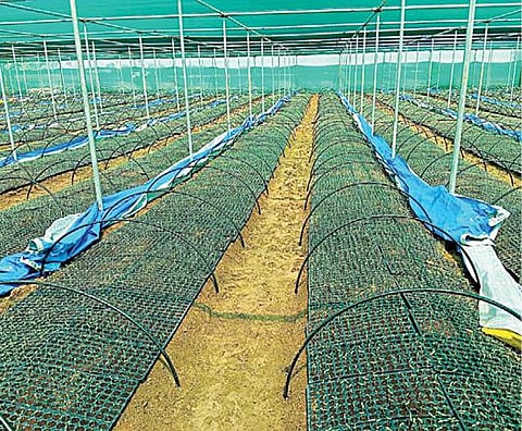 விவசாயிகளுக்கு மானிய விலையில் வழங்க தோட்டகலைப் பண்ணையில் தயாராக உள்ள 27.40 லட்சம் குழித்தட்டு மிளகாய் நாற்றுகள்.