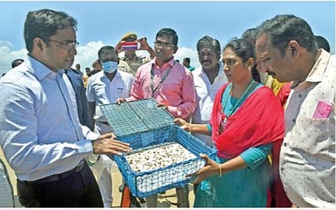 தூத்துக்குடி சுனாமி நகர் கடல் பகுதியில் முத்துச்சிப்பி குஞ்சுகளை கடலில் விடும் பணியை மாவட்ட ஆட்சியர் கி.செந்தில் ராஜ் தொடங்கி வைத்தார். படம்: என்.ராஜேஷ்