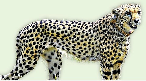 ஆப்பிரிக்க சிவிங்கிப்புலி