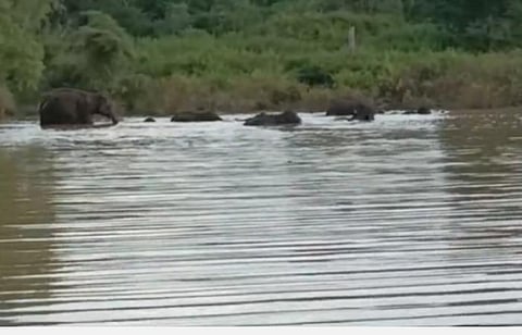 யானைகள் நீந்தி செல்லும் காட்சி
