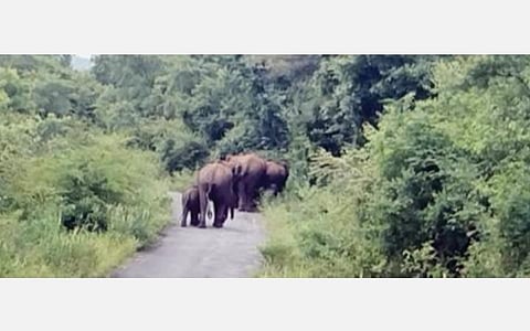 உரிகம்-அத்திநத்தம் சாலையை நேற்று பகலில் கடந்து சென்ற யானைகள்.