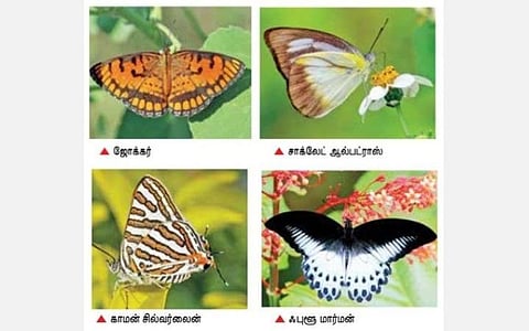 ஓராண்டாக நடைபெற்ற கணக்கெடுப்பில் வெள்ளலூர் குளக்கரையில் தென்பட்ட 101 வகை பட்டாம்பூச்சிகள்