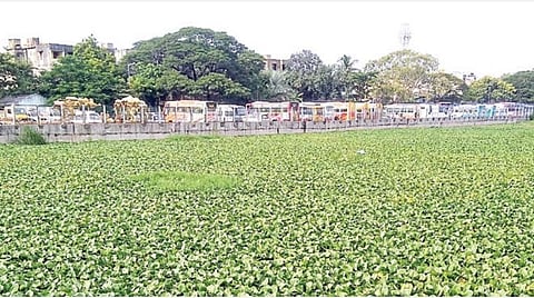 தண்டையார்பேட்டை மண்டலம், கேப்டன் காட்டன் கால்வாய் பகுதியில் கண்ணுக்கெட்டிய தூரம் வரை வளர்ந்துள்ள ஆகாயத் தாமரை செடிகள்.படம்: ச.கார்த்திகேயன்